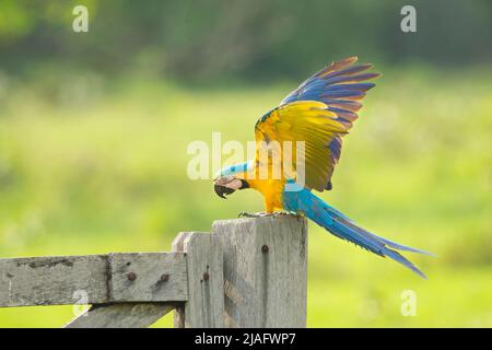 Blue -and-yellow Macaw (Ara ararauna) perched on a fence gate with extended wings Stock Photo