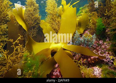 atlantic ocean plants