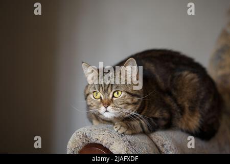 Scottish straight brown tabby striped cat is lying on the couch and looking intently at something. Stock Photo