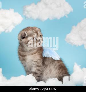 Beautiful striped purebred Scottish cat of dark gray color sits in the form of an angel or cupid on a celestial background. Kitten poses between the c Stock Photo