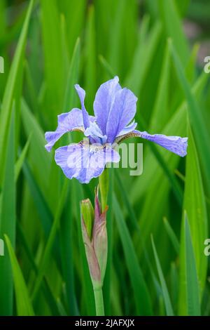 Iris sibirica 'Ego'. Siberian iris 'Ego'. Pale blue iris Stock Photo