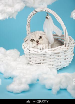 Small Scottish gray-colored kitten lies in a white wicker basket on a blue background among homemade cotton clouds. Cat looks up dreamily with his yel Stock Photo