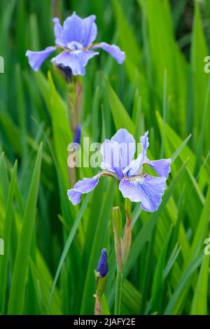 Iris sibirica 'Ego'. Siberian iris 'Ego'. Pale blue iris Stock Photo