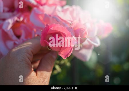 Pink Roses in the garden in the sun Stock Photo