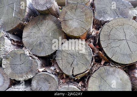 Stacked round gray logs close up Stock Photo