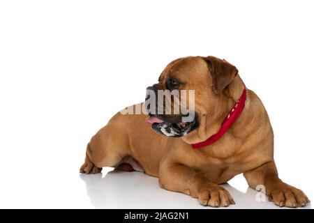 side view of cute bullmastiff dog with red bandana looking to side and panting, drooling and sticking out tongue in front of white background while la Stock Photo