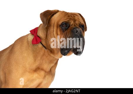 side view of cute elegant bullmastiff dog wearing red bowtie and looking to side in front of white background in studio Stock Photo