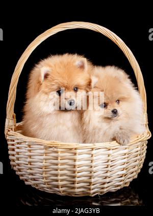 Two beautiful Pomeranian Spitz puppies sitting in a wicker basket on a black background in the studio. Pets. Stock Photo