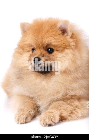 Red-haired Pomeranian Spitz lies and looks to the side. Portrait on a white background. Clouse up. Stock Photo