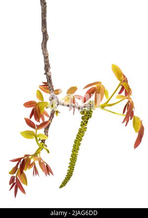 Walnut catkin and young leaves isolated on white Stock Photo