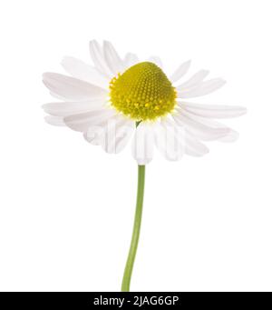 Chamomile flower isolated on white background Stock Photo