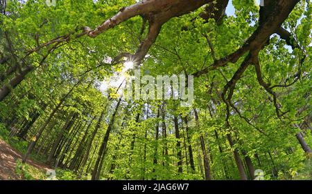 Dramatic Low Angle Extreme Wide Angle Shot Overhead Trees and Forest with Trail Leading into Woods Stock Photo