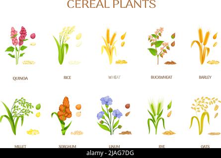Spikelets of cereal plants. Flour ears, crops agriculture plant rye siberian millet oat, raw barley for beer, cereal sorghum buckwheat, vector illustration. Wheat and barley, sorghum and buckwheat Stock Vector