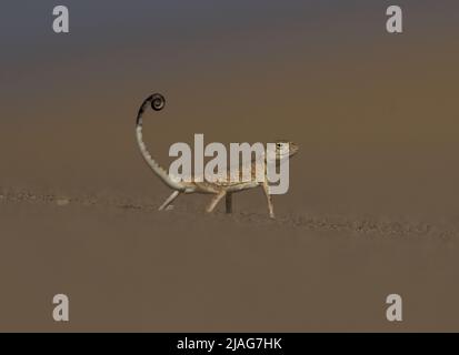 Lizard Qatar Arabian Toad-headed Agama (Phrynocephalus arabicus) is a species of ...
