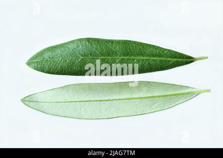 Close up pair of olive leave front and backside photo isolate on white background top view Stock Photo