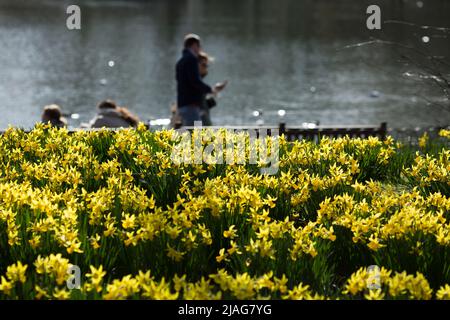 People stroll as daffodils bloom in St. James’s Park, central London. Stock Photo