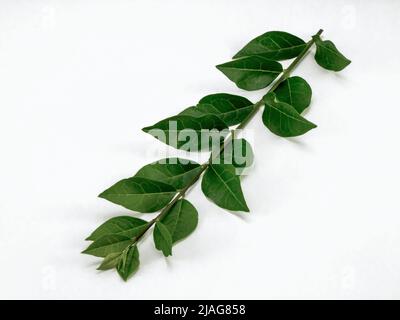 Twig with green leaf isolated on white background. Close up. Stock Photo