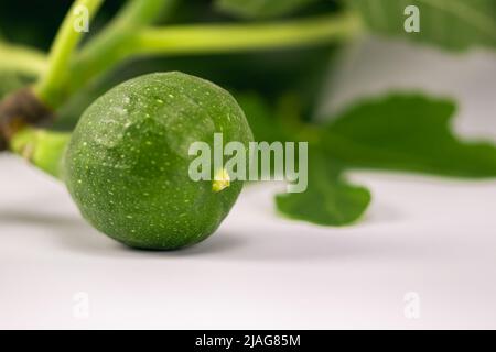 Green Common Fig fruit on a twig with leaves on a white background. Common Fig (Ficus carica). Stock Photo
