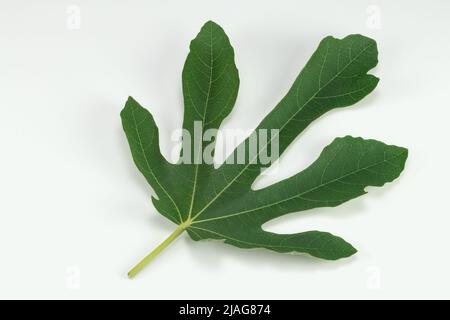 Fig leaf isolated on a white background. Top view. Stock Photo