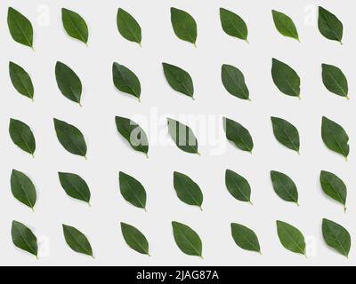 Green leaves arranged on a white background. Top view. Stock Photo