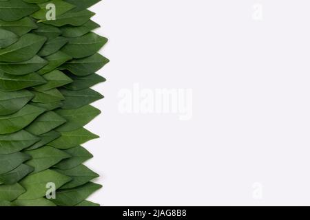 Green leaves on a white background. Place for text. Copy space. Stock Photo