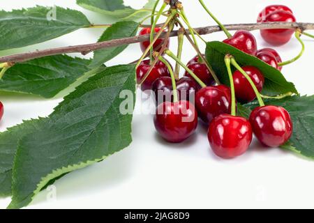 Fresh cherry berries, green leafs and twig isolated on white background Stock Photo