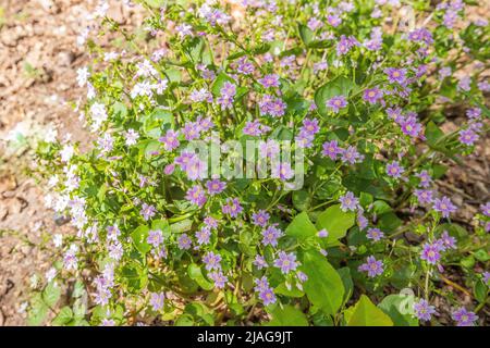 Close up of flowering Siberian springbeauty, Claytonia sibirica, is a herbaceous dicotyledonous dicotyledonous plant in the family Montiaceae growing Stock Photo
