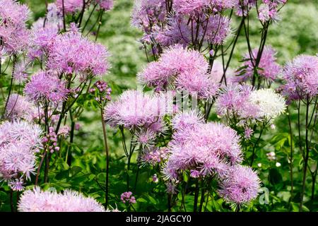 Thalictrum aquilegifolium, Thalictrum Nimbus Pink, Meadow Rue, Garden, Pink, Plant, Thalictrum, Beautiful, Flowers Stock Photo