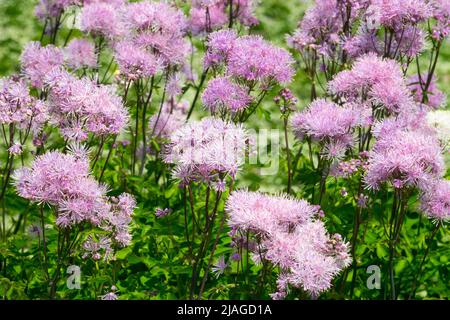 Pink, Thalictrum aquilegifolium, Thalictrum 'Nimbus Pink', Flowers, Thalictrum, Garden, Flower, Greater Meadow Rue Stock Photo