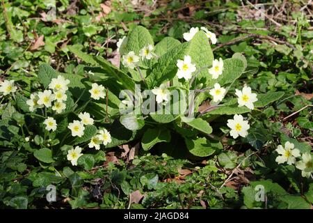 Common Primrose (Primula Vulgaris) Stock Photo