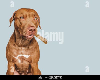 Lovable, pretty brown puppy, holding a bone. Close-up, indoors. Day light. Concept of care, education, obedience training and raising pets Stock Photo