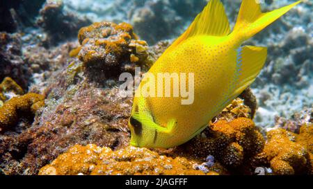 Underwater photo of snorkeling or diving on sea coral. Diving underwater with fish blue-spotted spinefoot, Siganus corallinus or yellow coral Stock Photo