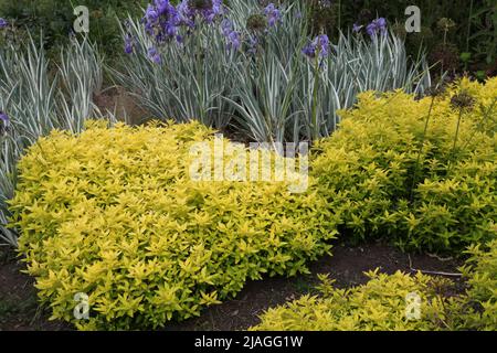 Golden oregano plants - Origanum vulgare 'Aureum' bush growing in park, West Midlands, England, UK, 2022 Stock Photo