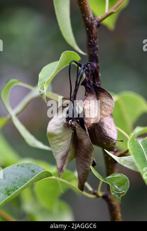 A diseased fruit tree, a dying pear tree from a fire blight on a garden plot Stock Photo