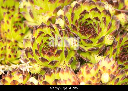 Hen and chicks, Houseleek, Sempervivum, Decorative, Succulents, Houseleeks sempervivum, Sempervivum Black Top, Close up, Succulent, Black Top Stock Photo