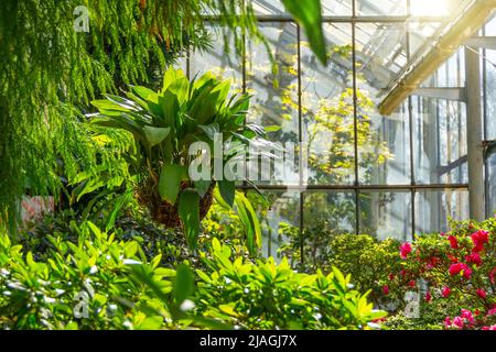 Coelogyne orchid in a hanging coconut pot among maples and flowering rhododendrons, in the greenhouse of a subtropical garden Stock Photo