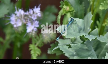 blue damsel fly on a leaf Stock Photo