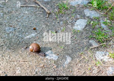Small Snail on ground in shade of sunlight Stock Photo