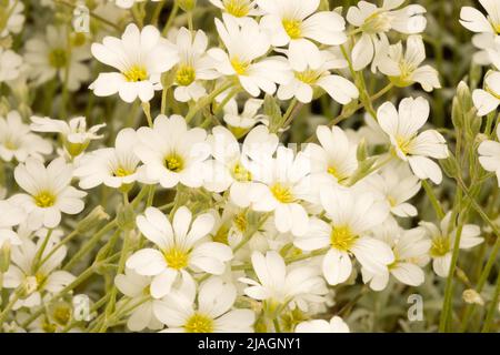 Cerastium tomentosum, Cerastium 'Silberteppich', Mouse-Ear Chickweed, Snow-in-Summer, White, Flowers, Plant close up flower Stock Photo