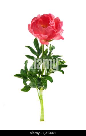 Beautiful pink peony flowers isolated on white background Stock Photo ...