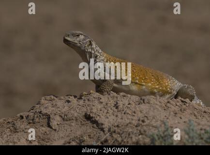 Saara loricata, the Iraqi mastigure or Iraqi spiny-tailed lizard, is a species of agamid lizard. It is found in Iraq and Iran. Stock Photo