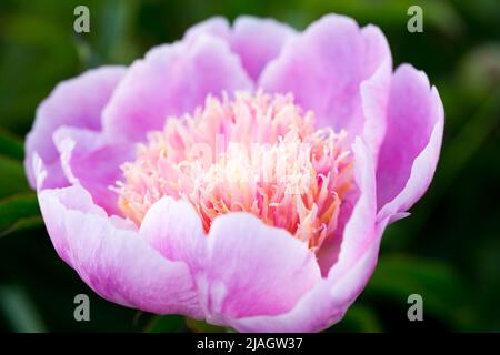 Beautiful flowers, peonies, peony pink beautiful petals Stock Photo