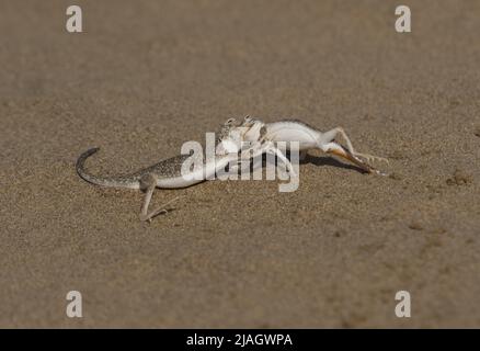 Lizard Qatar Portrait of an agama lizard (Phrynocephalus arabicus), Sharjah, UAE ...