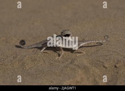 Arabian Toad-headed Agama (Phrynocephalus arabicus) is a species of agamid lizard found in Saudi Arabia, Qatar, United Arab Emirates, Oman, Iran, Stock Photo
