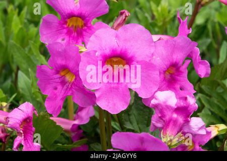 Incarvillea delavayi, Hardy Gloxinia, Pink, Flowers, Close up, Flower, Detail, Plant