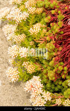 Stonecrop Sedum Lydium, Close up, White, Flower Stock Photo