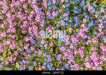 Small blue and pink flowers, Forget Me Not Stock Photo