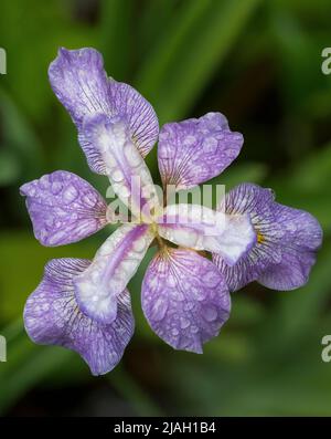 Blue flag iris flower (Iris virginica) after a rain in backyard bog in central Virginia in late spring. Stock Photo