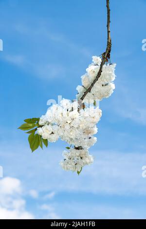 Wild cherry tree in full bloom against blue sky, Stock Photo