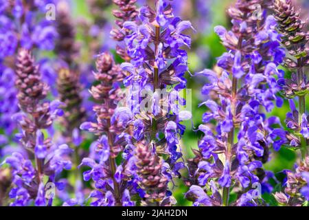 Salvia nemorosa, Salvia superba, Meadow Sage, Salvia 'April Night', Beautiful, Blue, Blooms close up Stock Photo